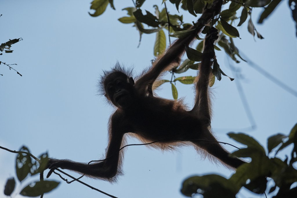 Orang Utan, Sepilok